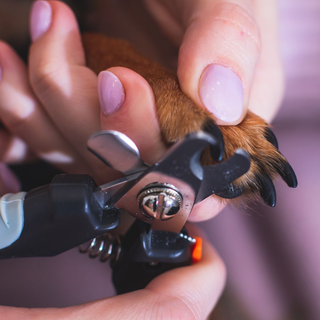 How to Safely Trim Your Dog's Nails - Call Today - All Dog Adventures